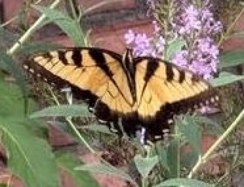Consider the butterfly